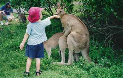 Who created the kangaroo?