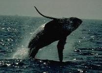 לוויתן מזנק