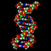 
מולקולה של DNA