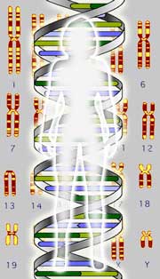 
הגנום - המיפוי הגנטי של האדם