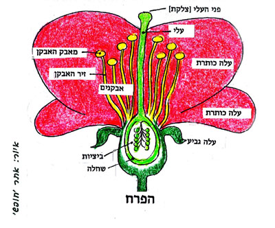 מבנה הפרח