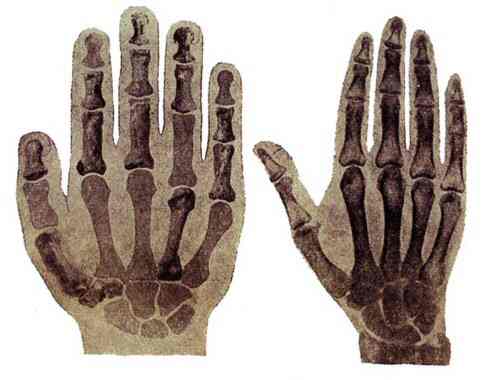 
היד של האדם בן-זמננו והיד של הניאנדרטל