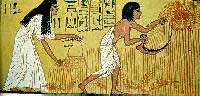 קציר - החקלאות בתקופת מצרים הקדומה