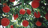 פירות על עץ