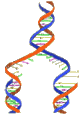 DNA replicating